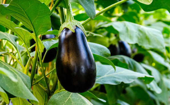 Eggplant