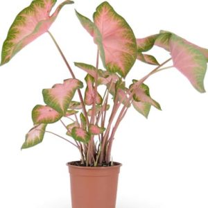 نبات الكالاديوم