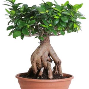 Ficus Ginseng