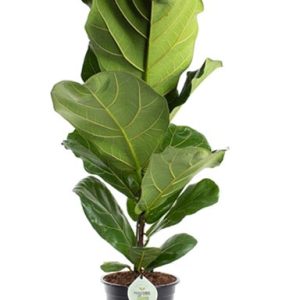 Ficus lyrata