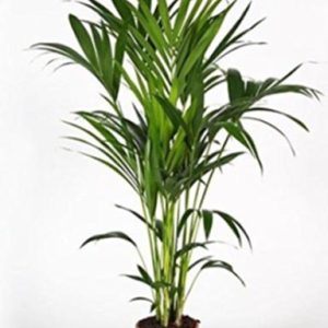 نخيل الكنتيا