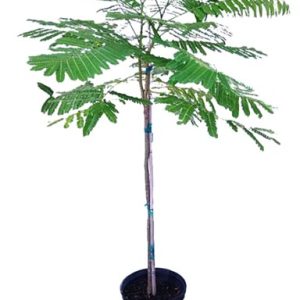 البونسيانا