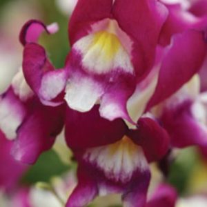 ثم السمكه، حنك السبع