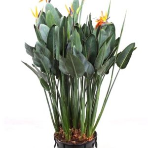 عصفور الجنة