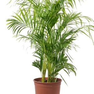 نخيل الأريكا