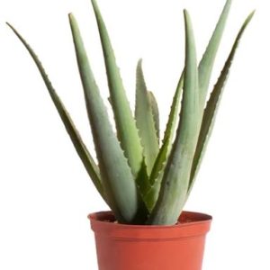 نبات الألوفيرا - النبات الطبي