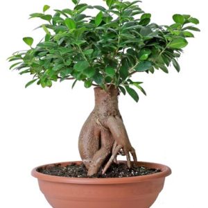 Bonsai Short-Stem Grafted Ficus