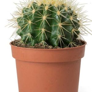 صبار الكرة الذهبية