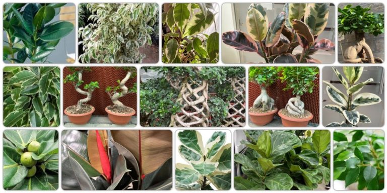 Indoor Ficus plants