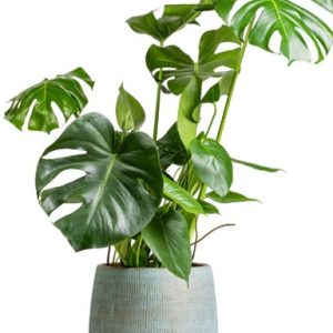 القفص الصدري