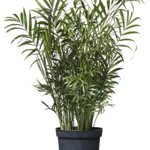 نخيل الصالون