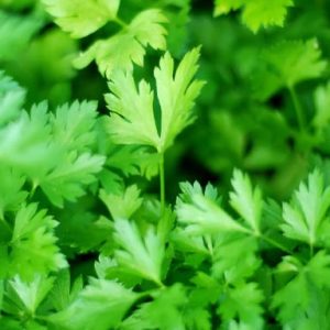 Parsley