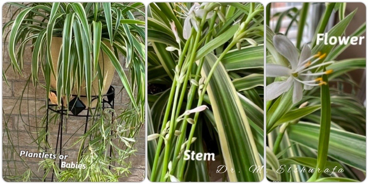 Spider plant